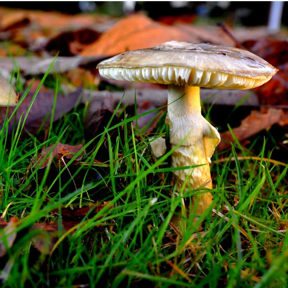 Death Cap Mushrooms