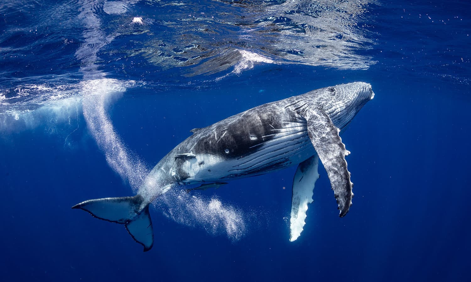 Humpback-whale