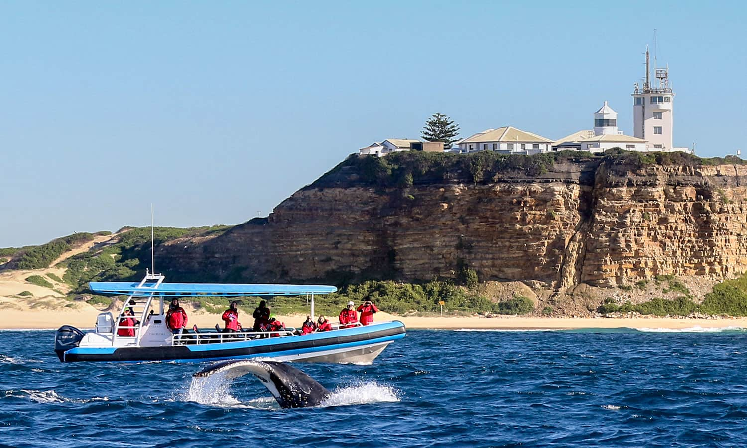 whale-watching