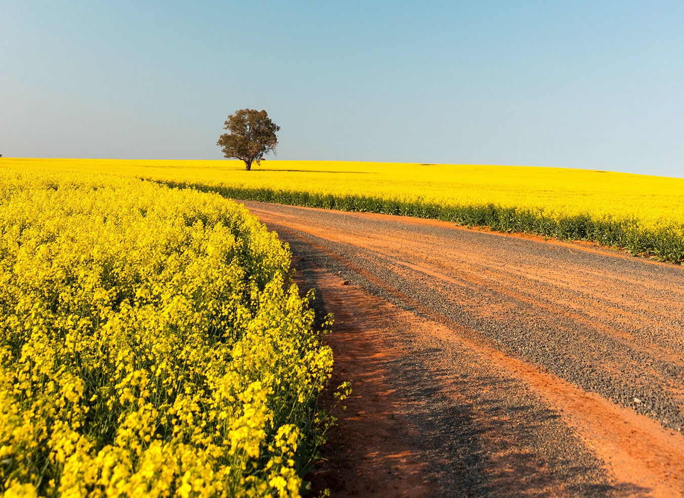 canola fields