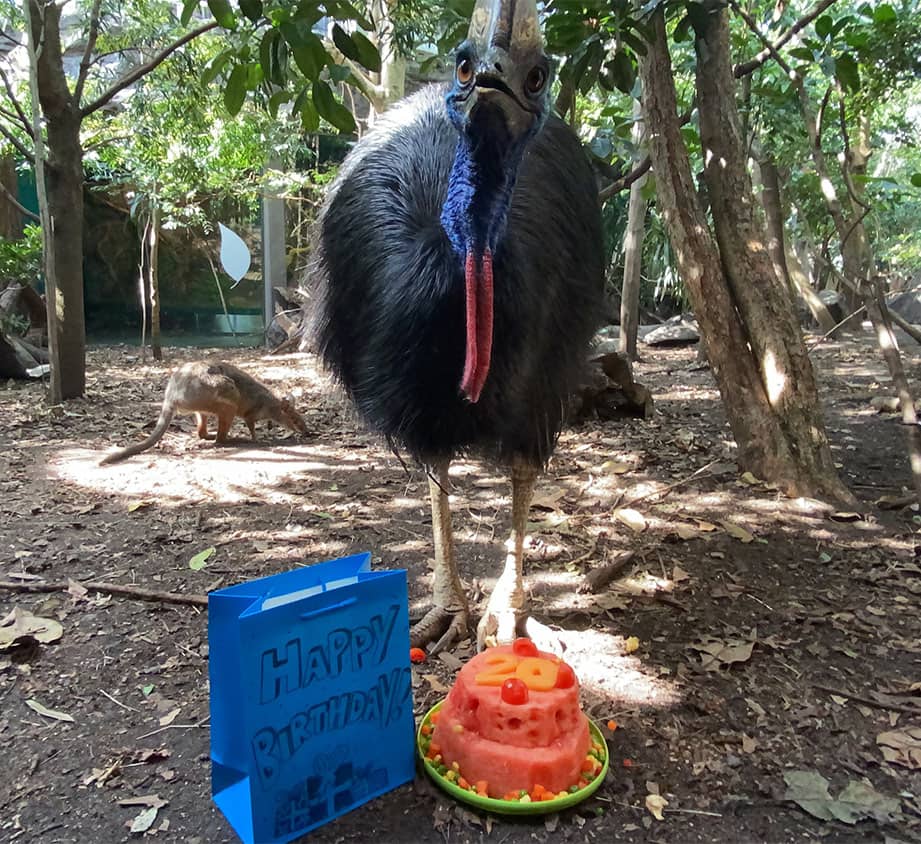 cassowary WILD LIFE Zoo