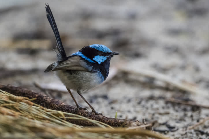 superb fairy wren