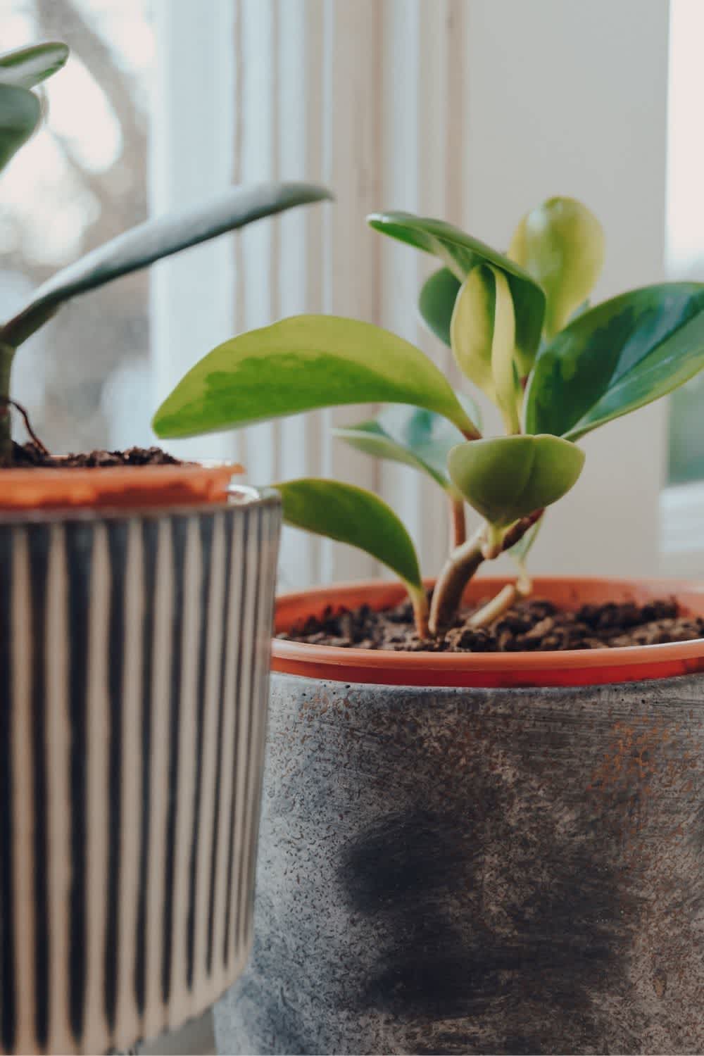 Baby rubber plant