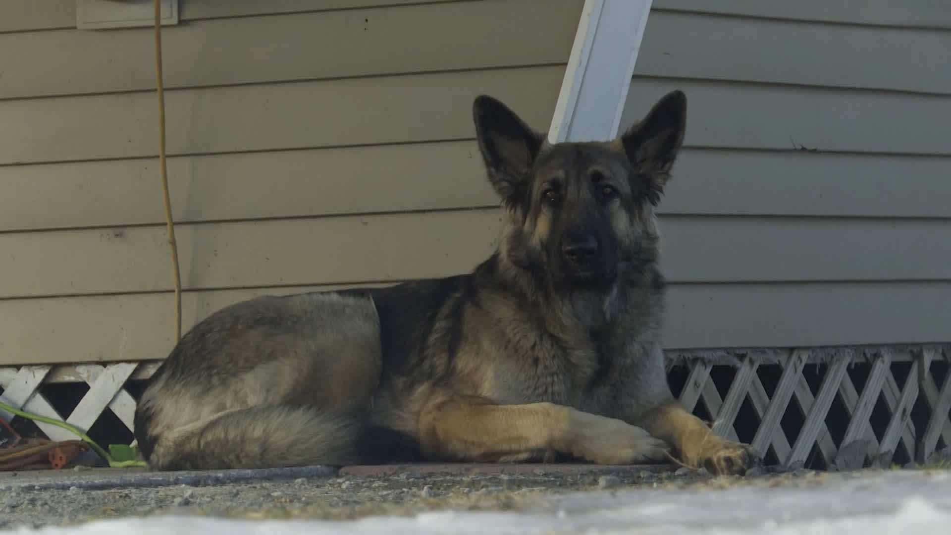 dog saves owners car crash