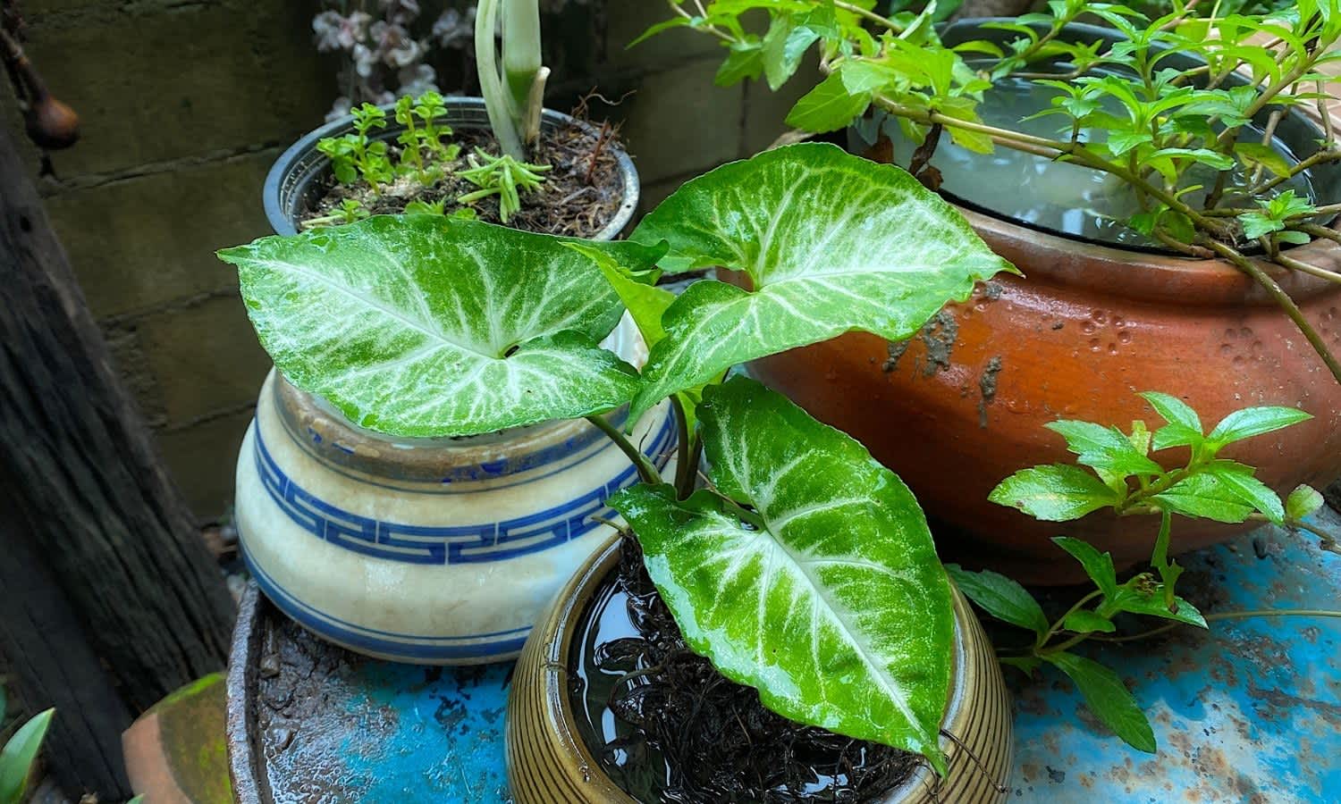 Arrowhead plant