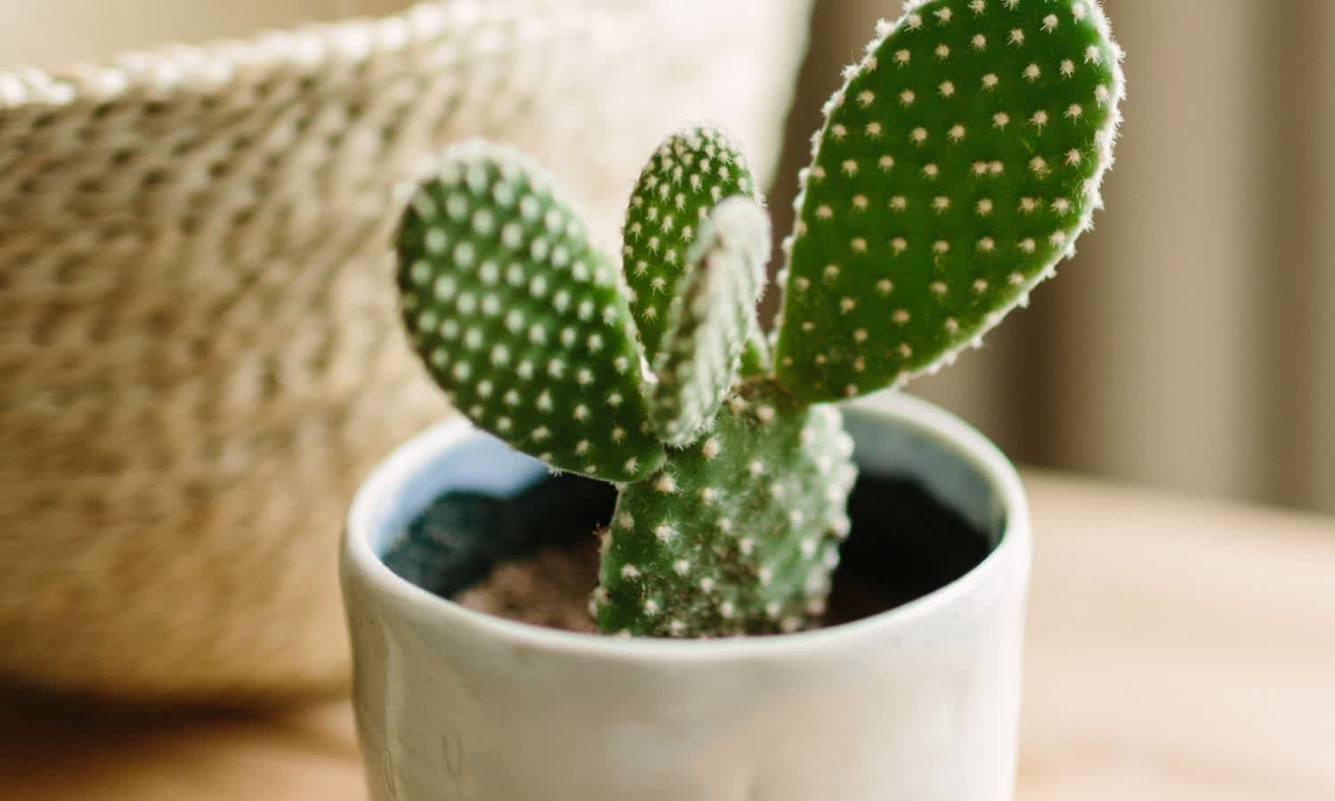 Cactus