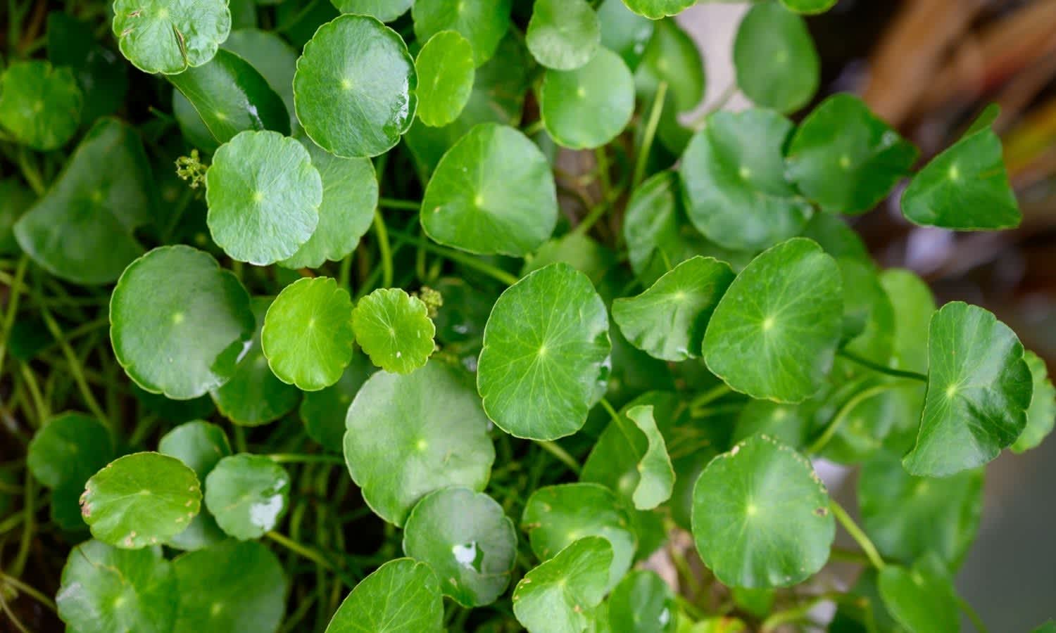 Chinese Money Plant