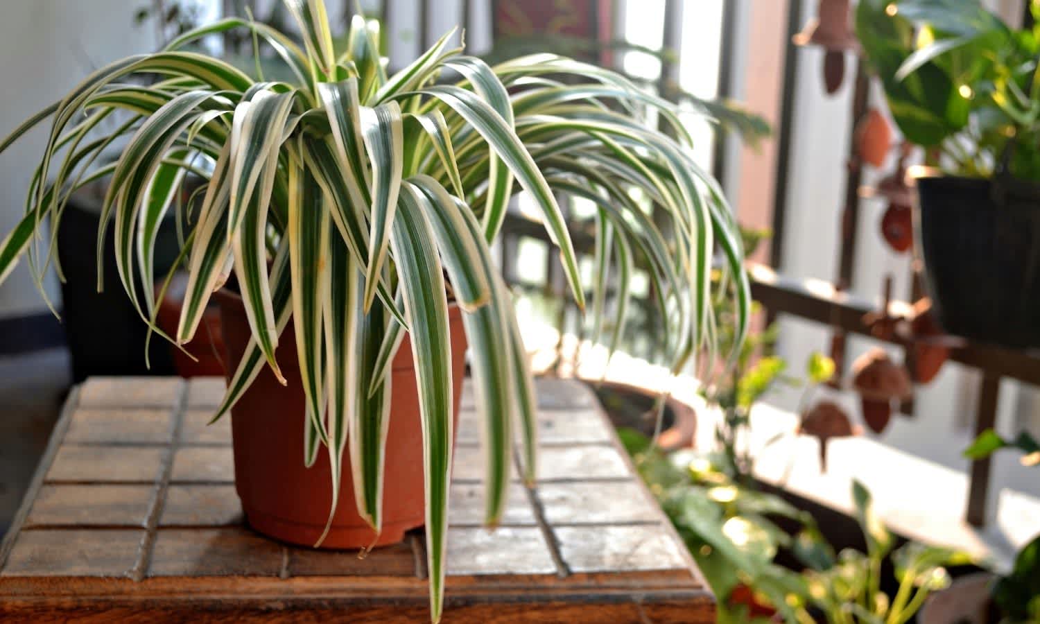 Spider plant