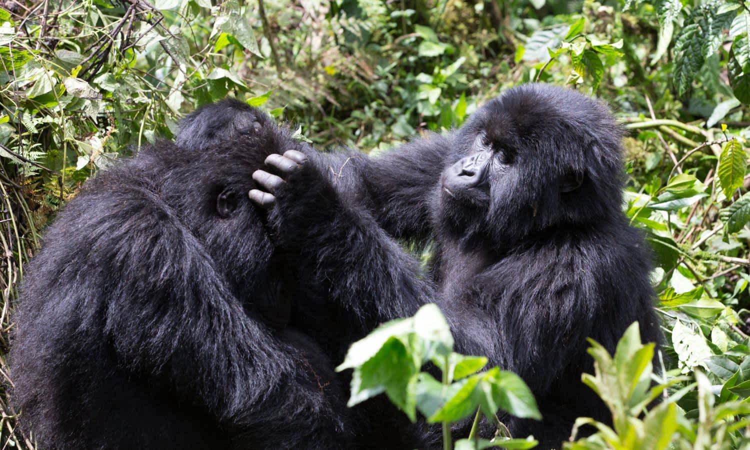 Mountain Gorillas in Rwanda