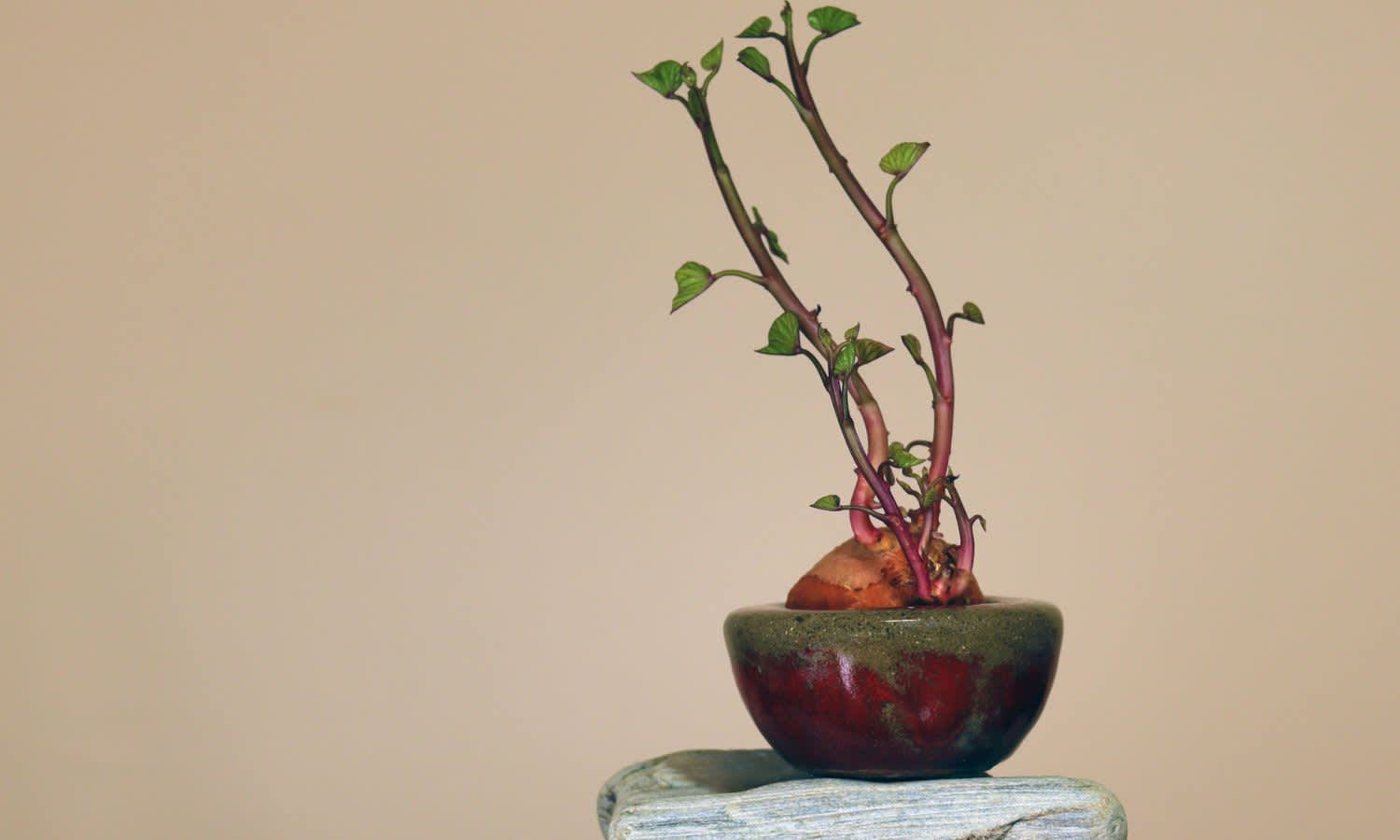 Regrowing sweet potato