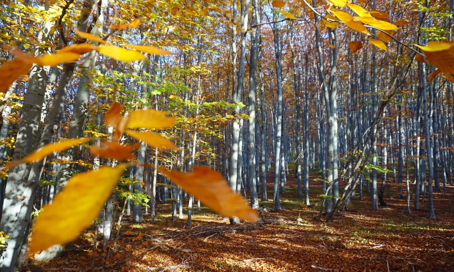 Autumn leaves