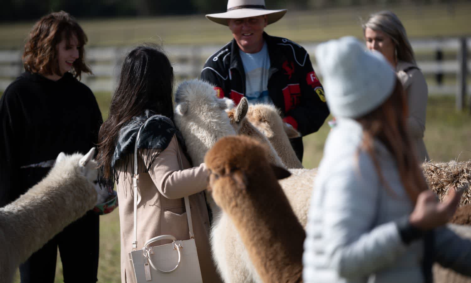 Breakfast with alpacas