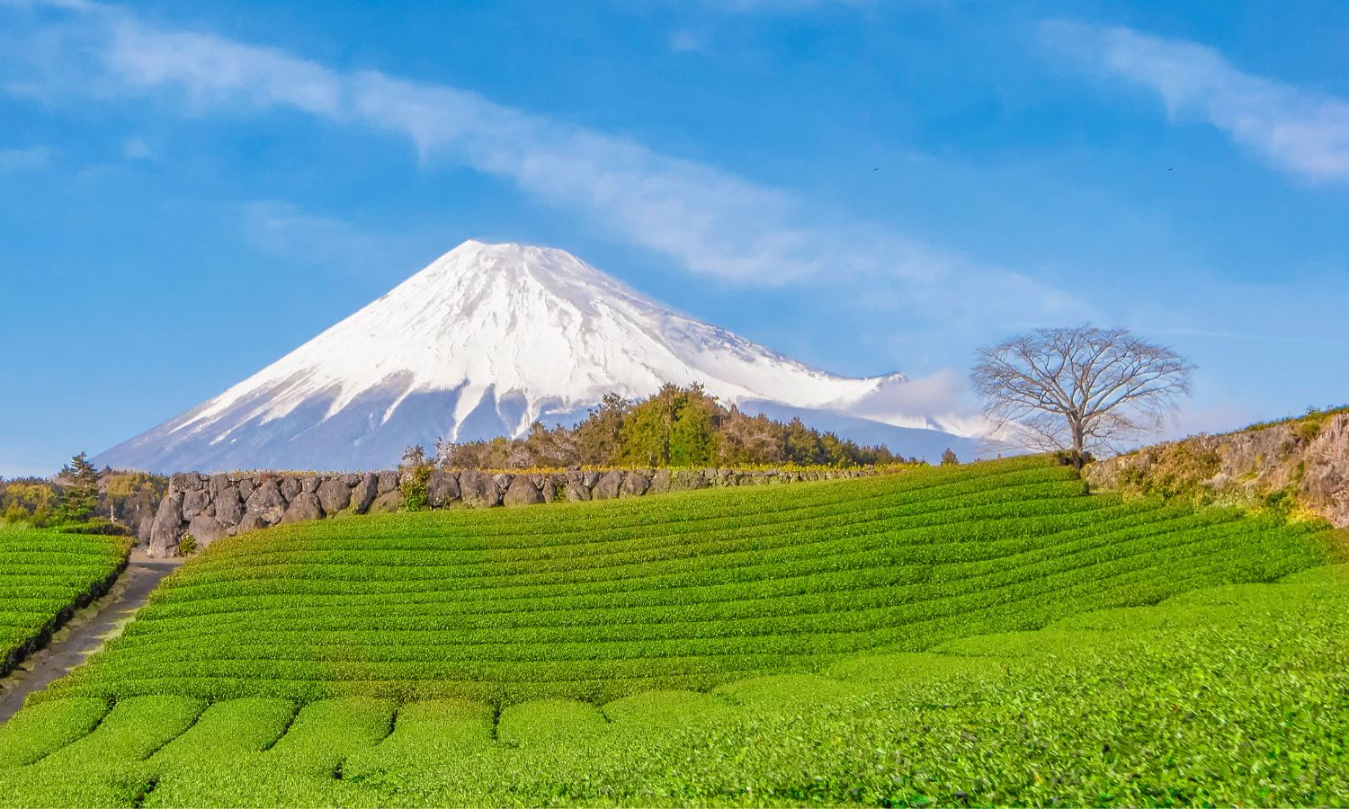 Shizuoka