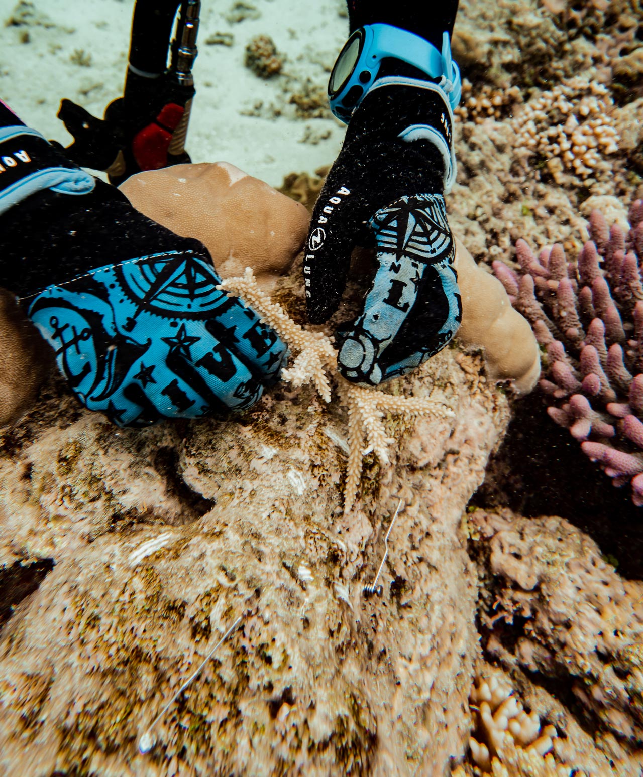 coral nurture program great berrier reef 