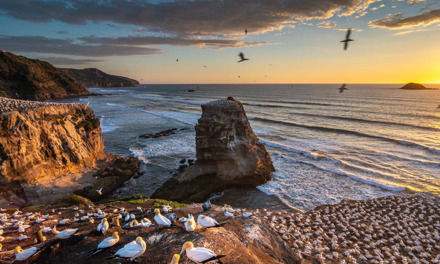 Muriwai Beach