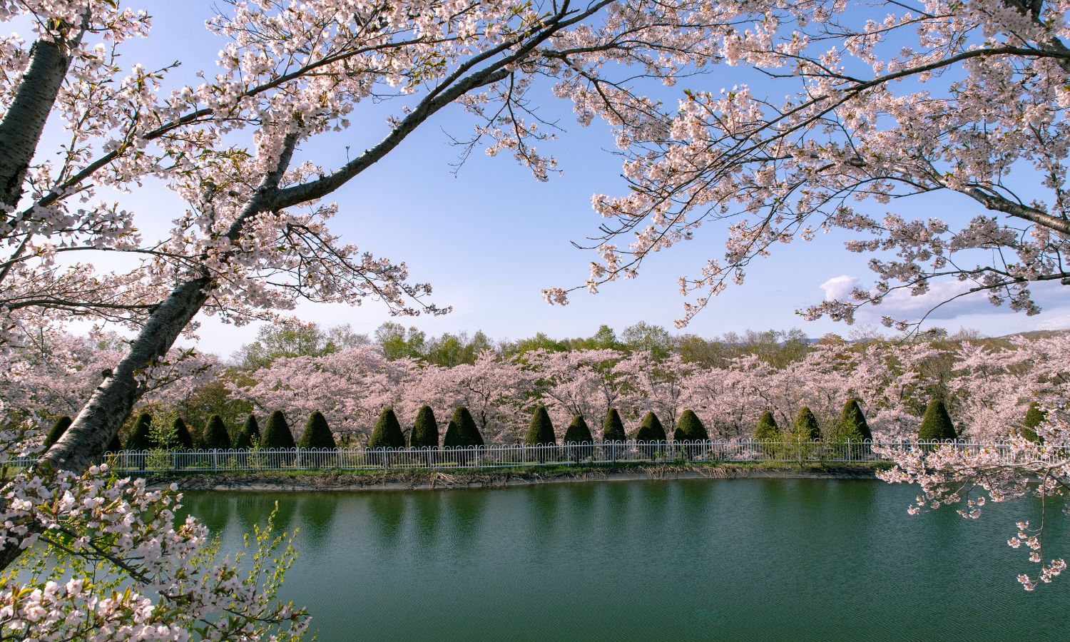 Cherry blossoms in Japan