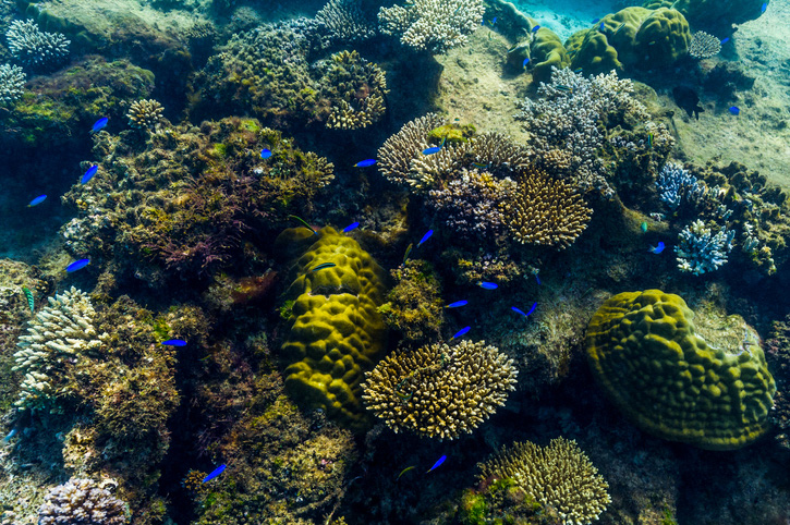 Ningaloo Reef