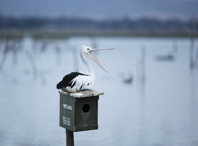 Greater Geelong