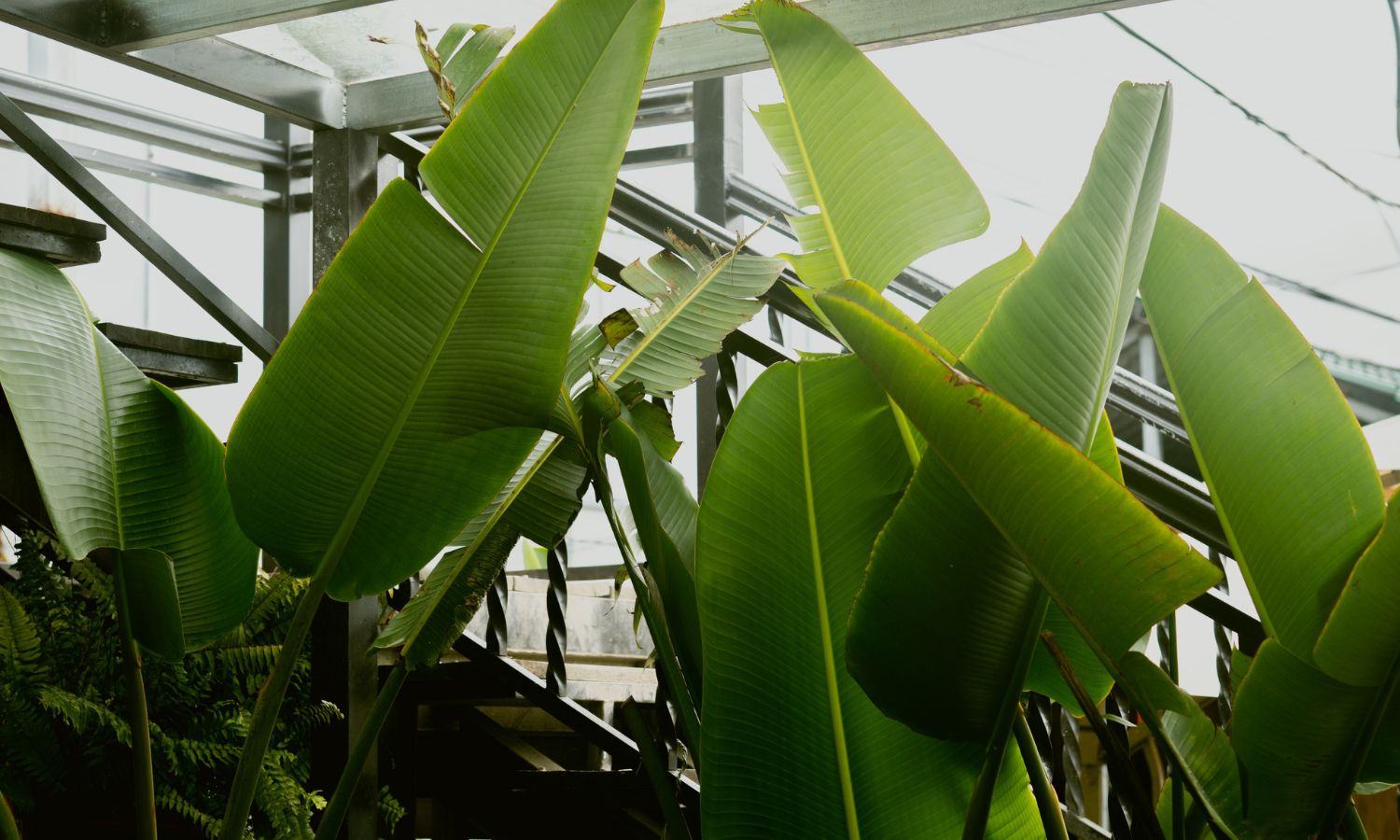 Banana Tree