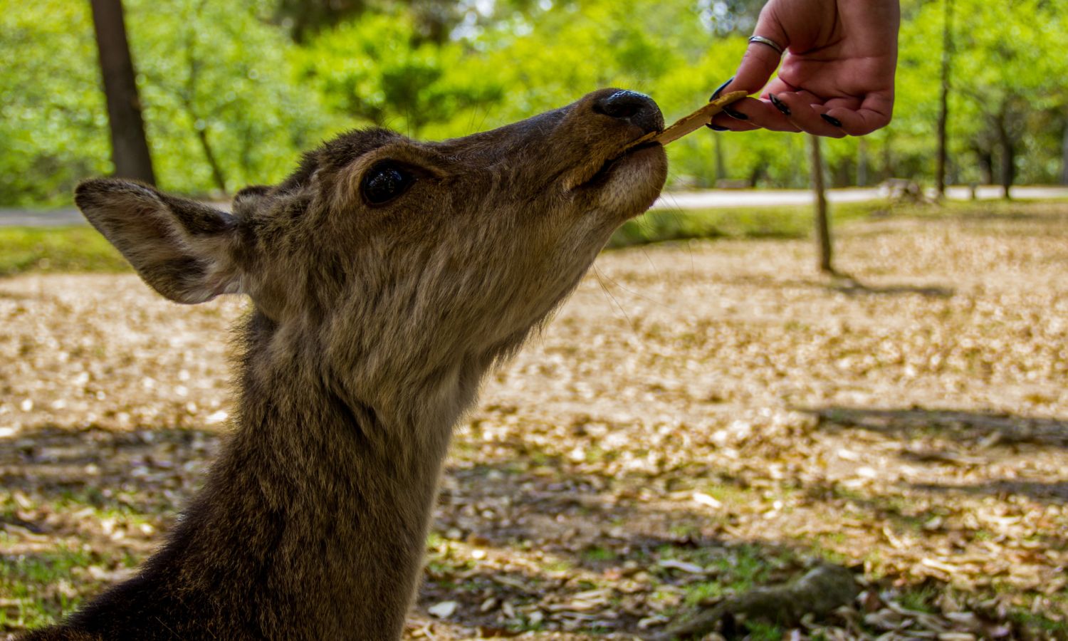 Nara Park