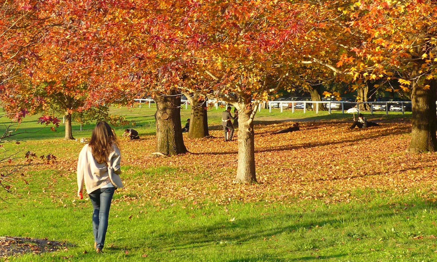 autumn leaves nsw 