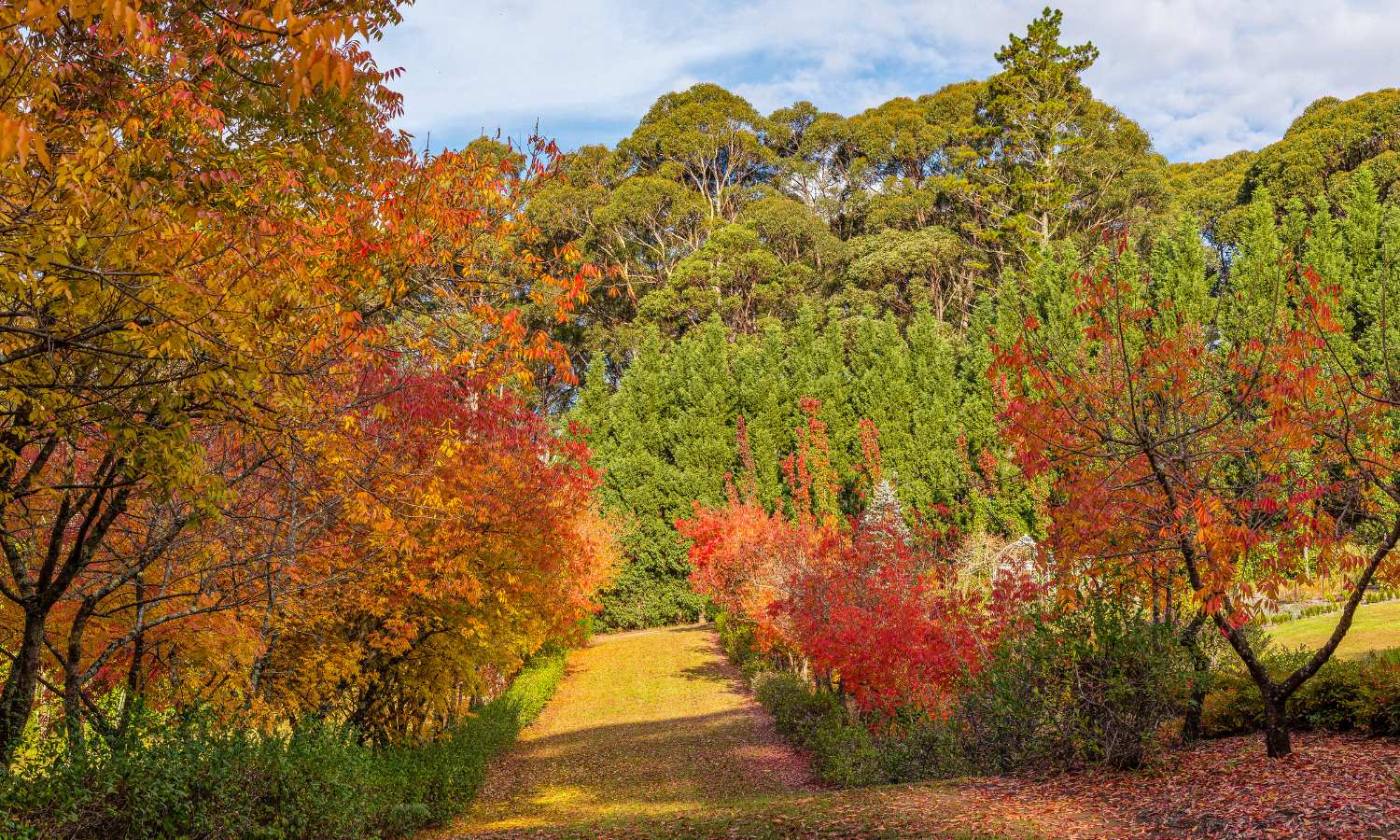 autumn leaves nsw 