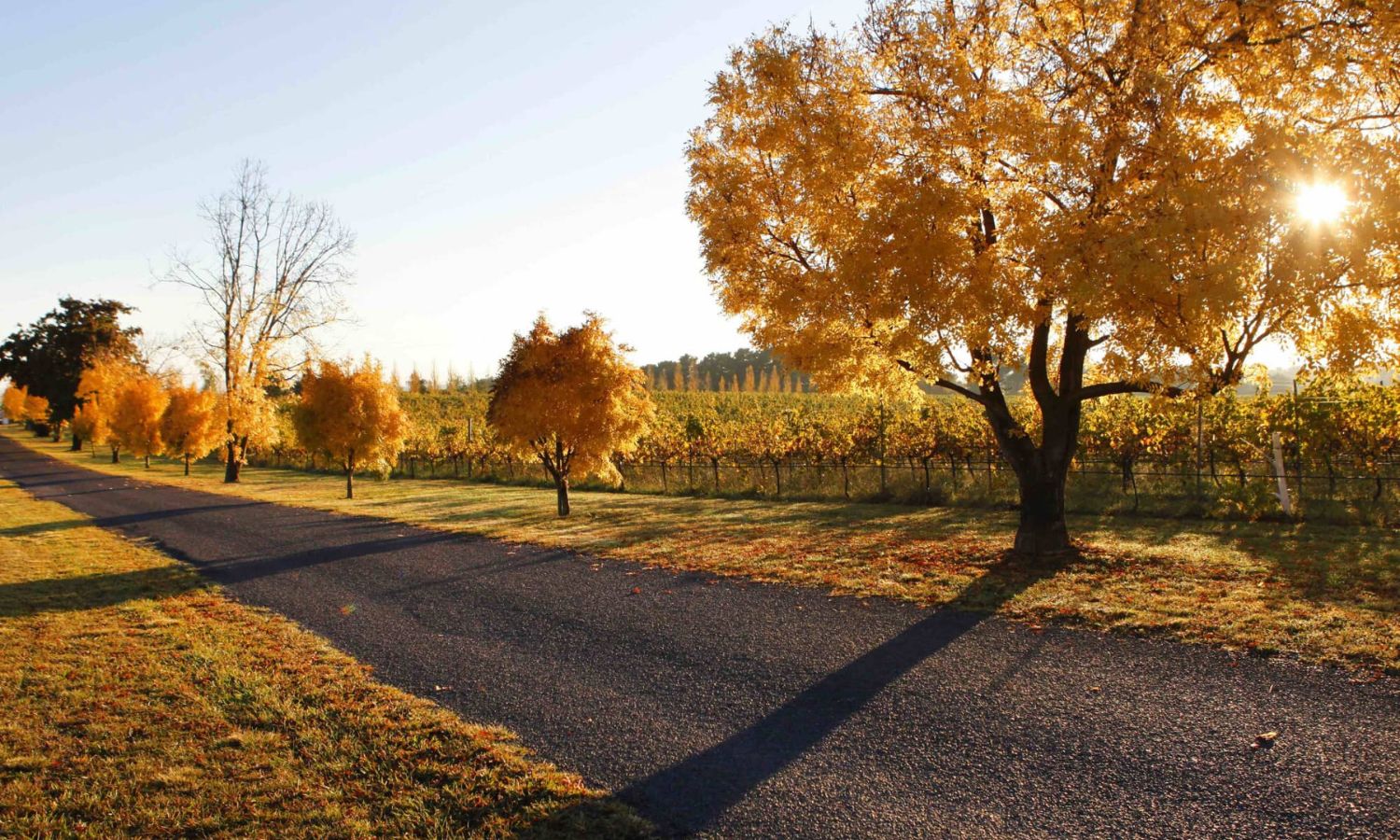 autumn leaves nsw 