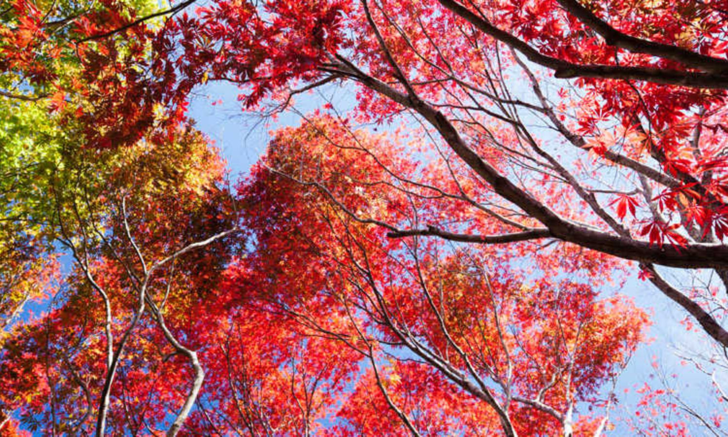 autumn leaves nsw