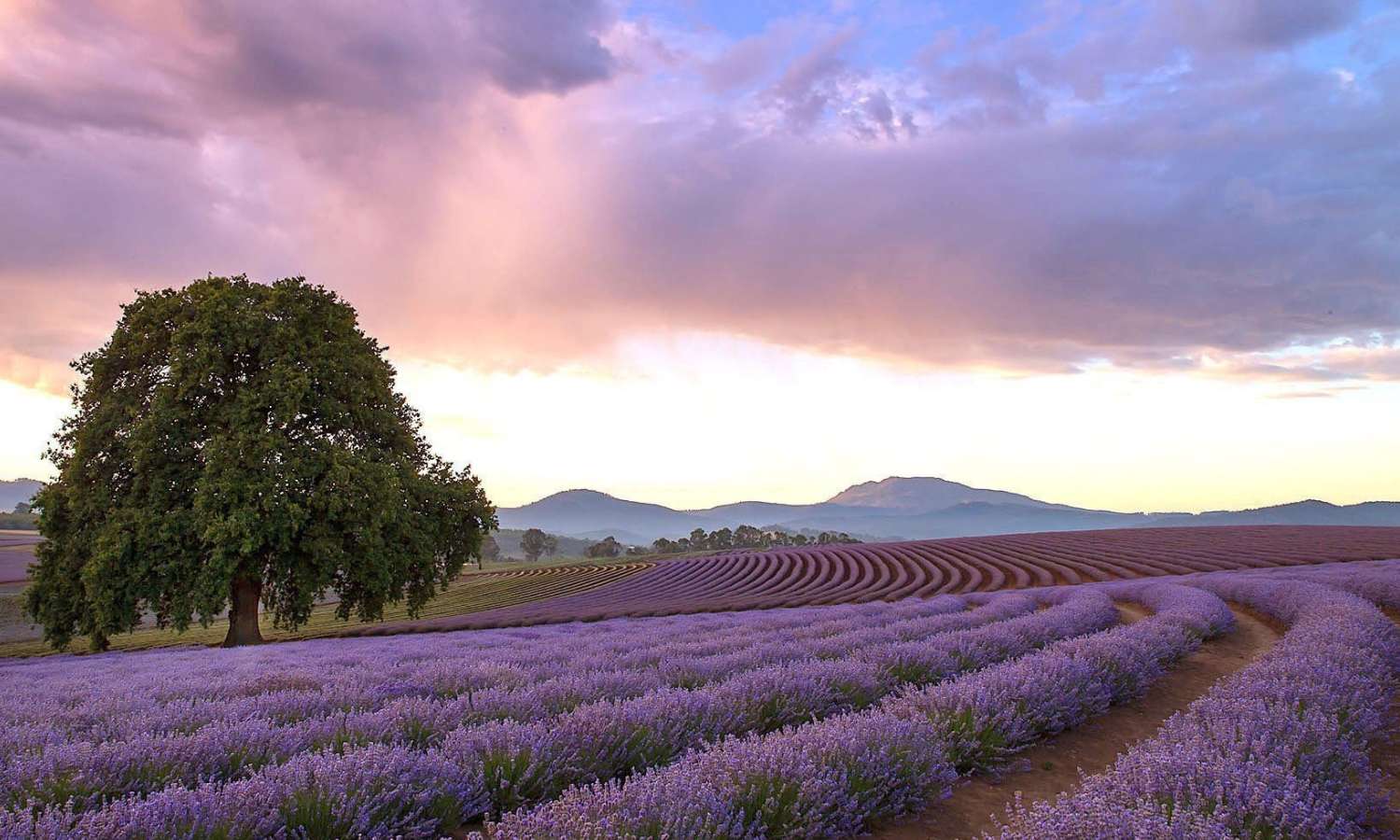 bridestowe lavender estate