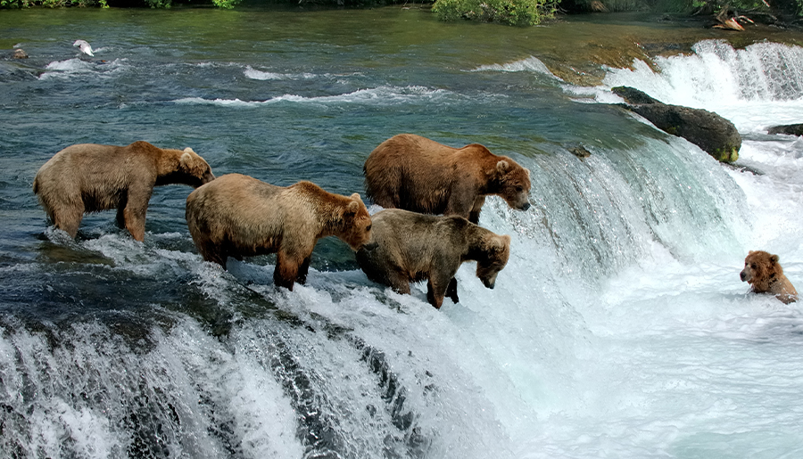 Katmai National Park