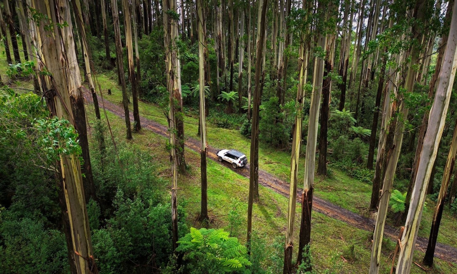 Black Spur Drive Victoria