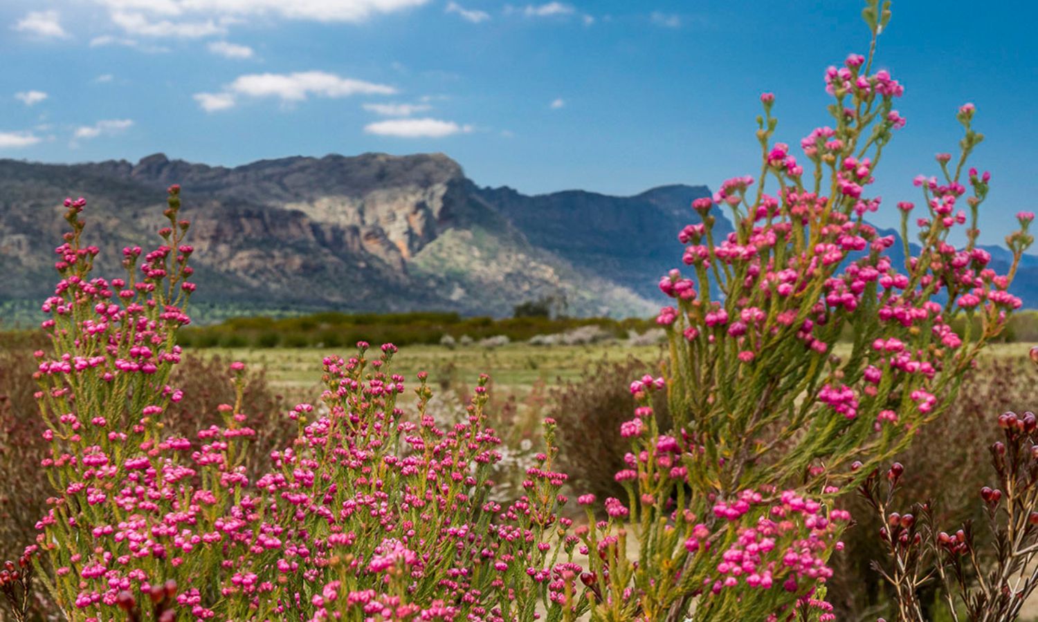 best places to find wildflowers australia 