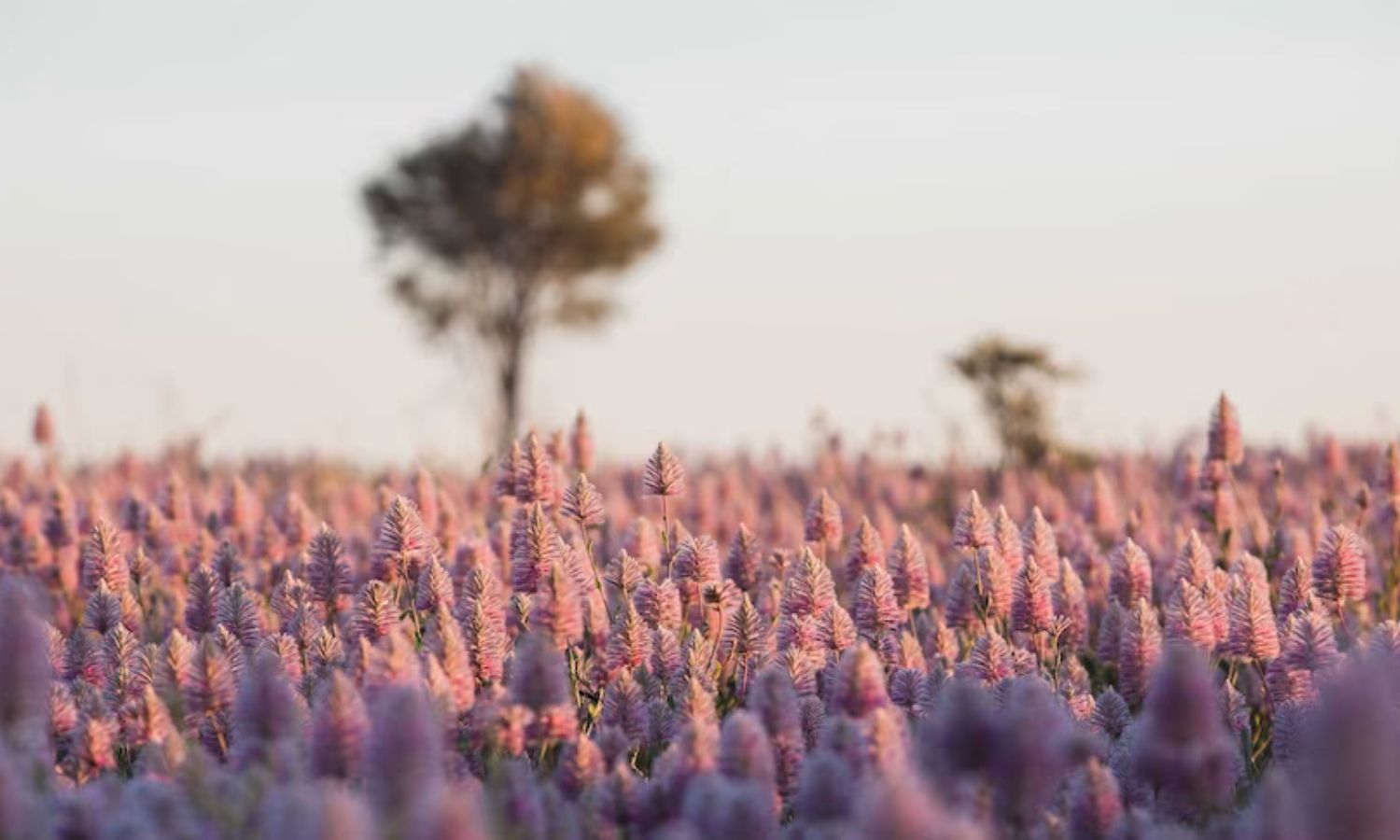 best places to find wildflowers australia 