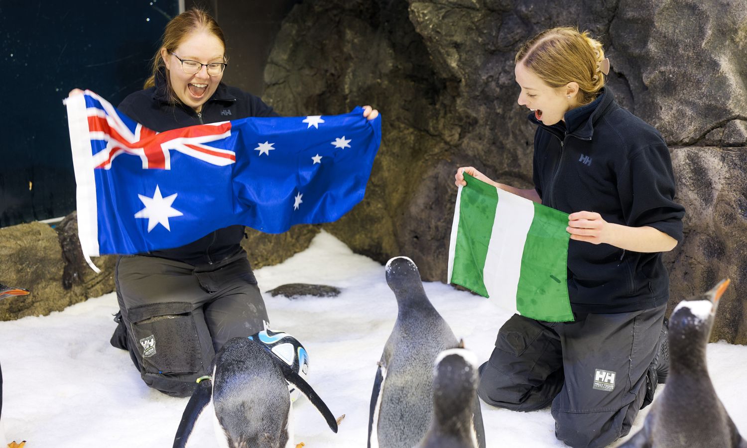 An image showing the psychic penguins predicting the world cup.