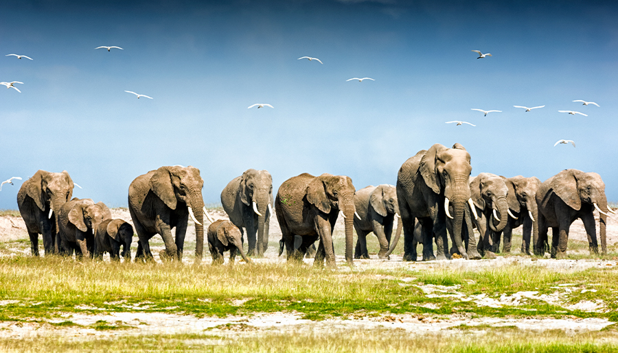 Amboseli National Park