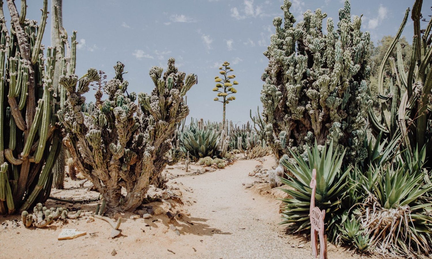 cactus country australia