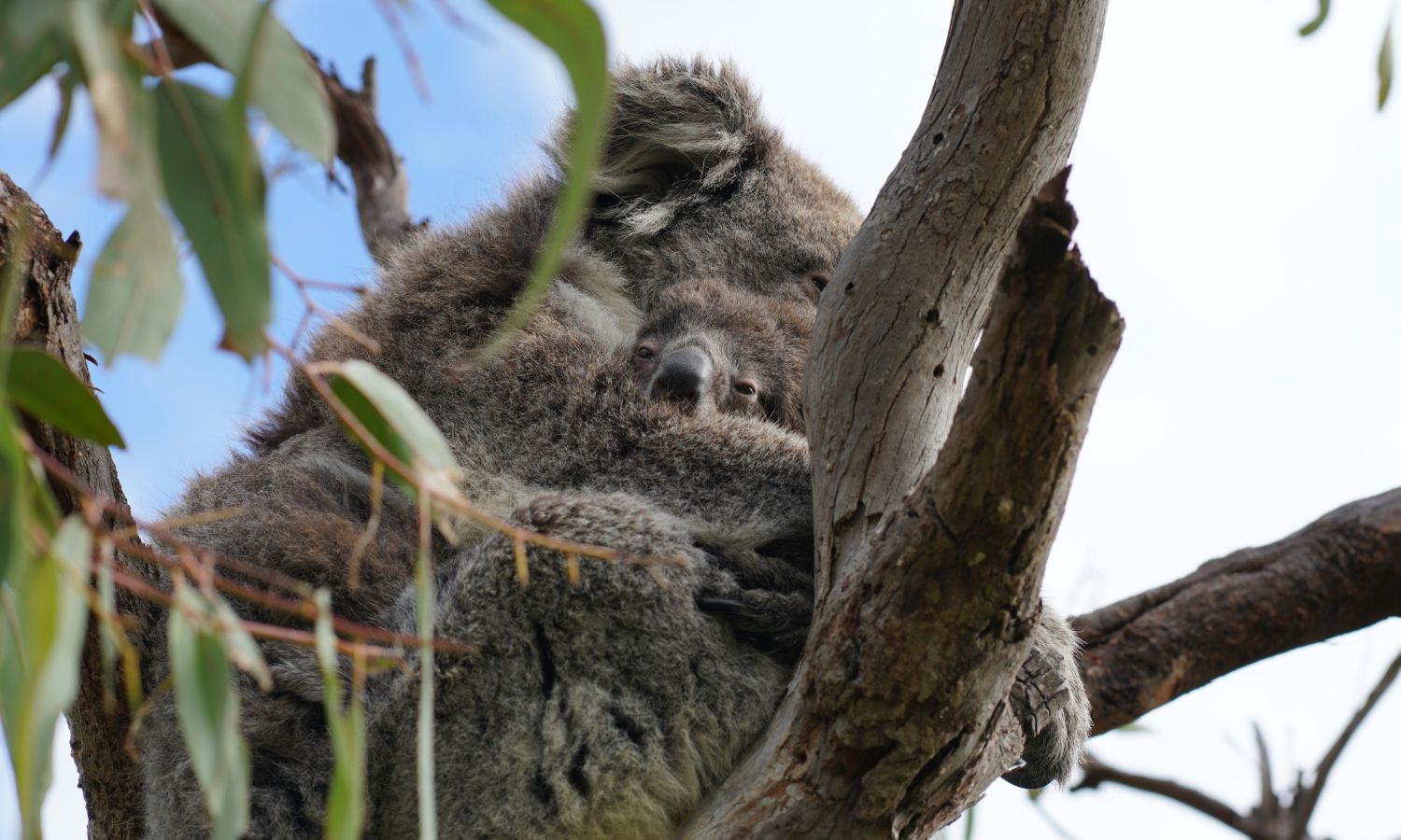 is kangaroo island worth visiting in winter 