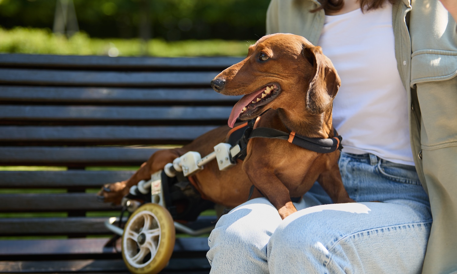 Disabled dachshund dog in a wheel chair sitting on a bench with the owner