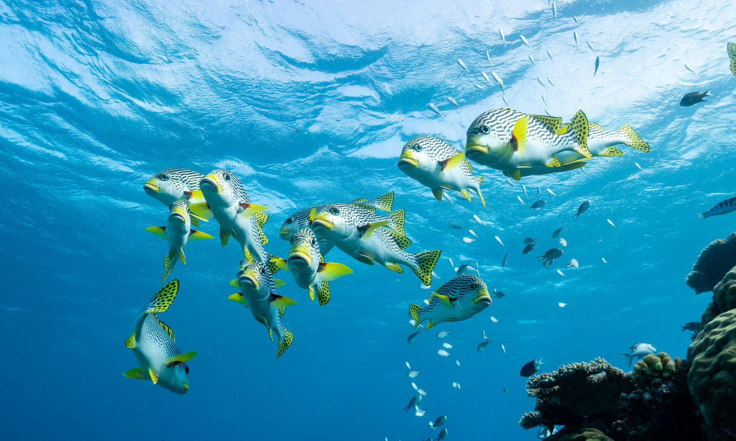 Great Barrier Reef Australia