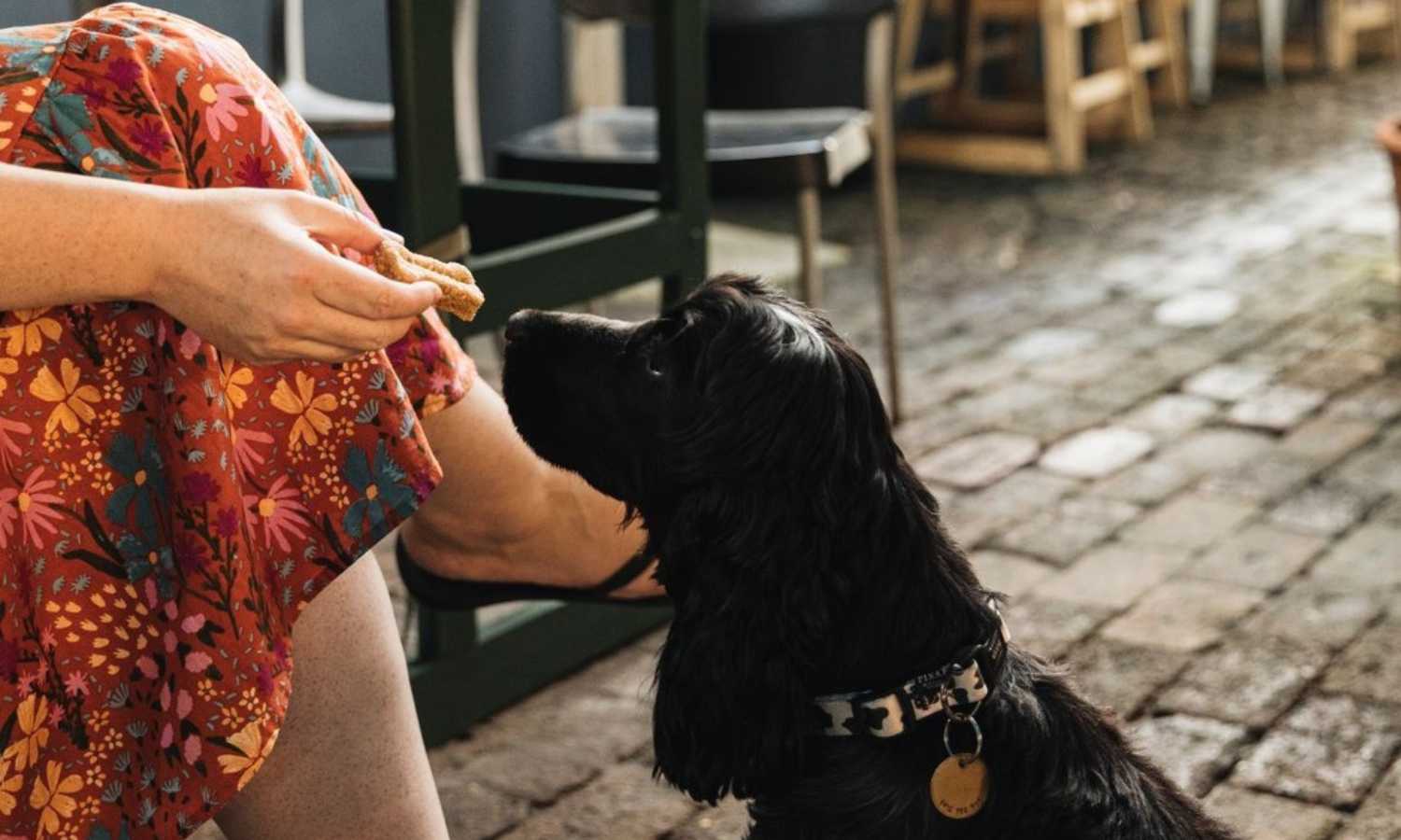 best dog friendly cafes brisbane