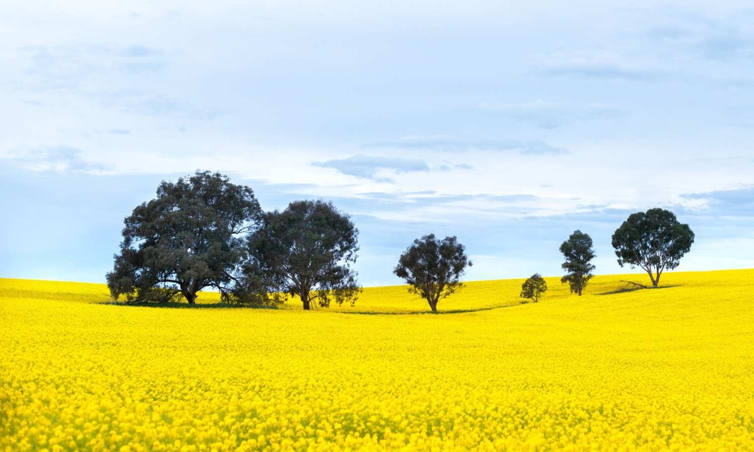 where to see spring flowers nsw