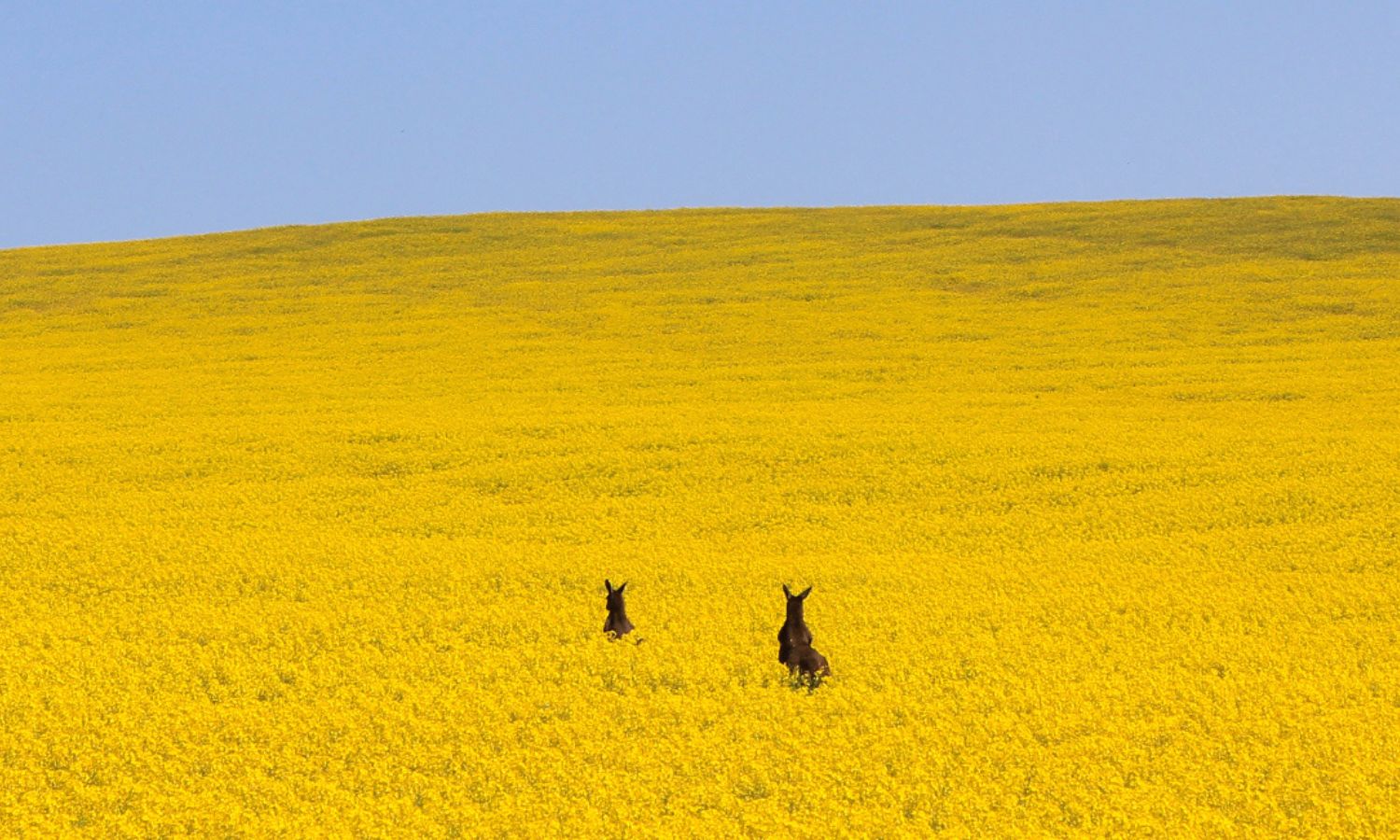 where to see spring flowers adelaide 