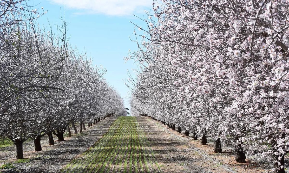 where to see spring flowers adelaide 