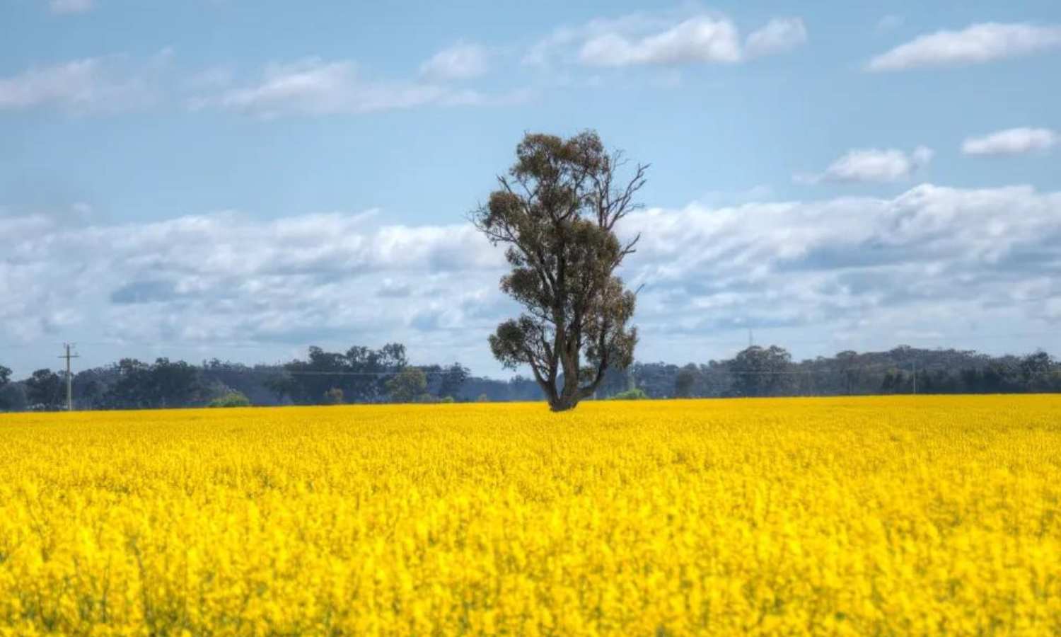 where to see spring flowers melbourne 