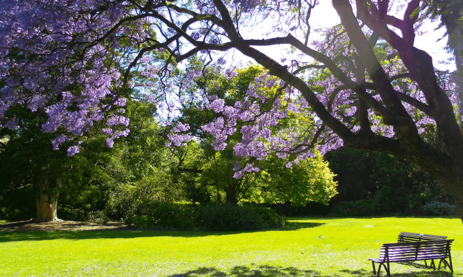 where to see spring flowers melbourne 