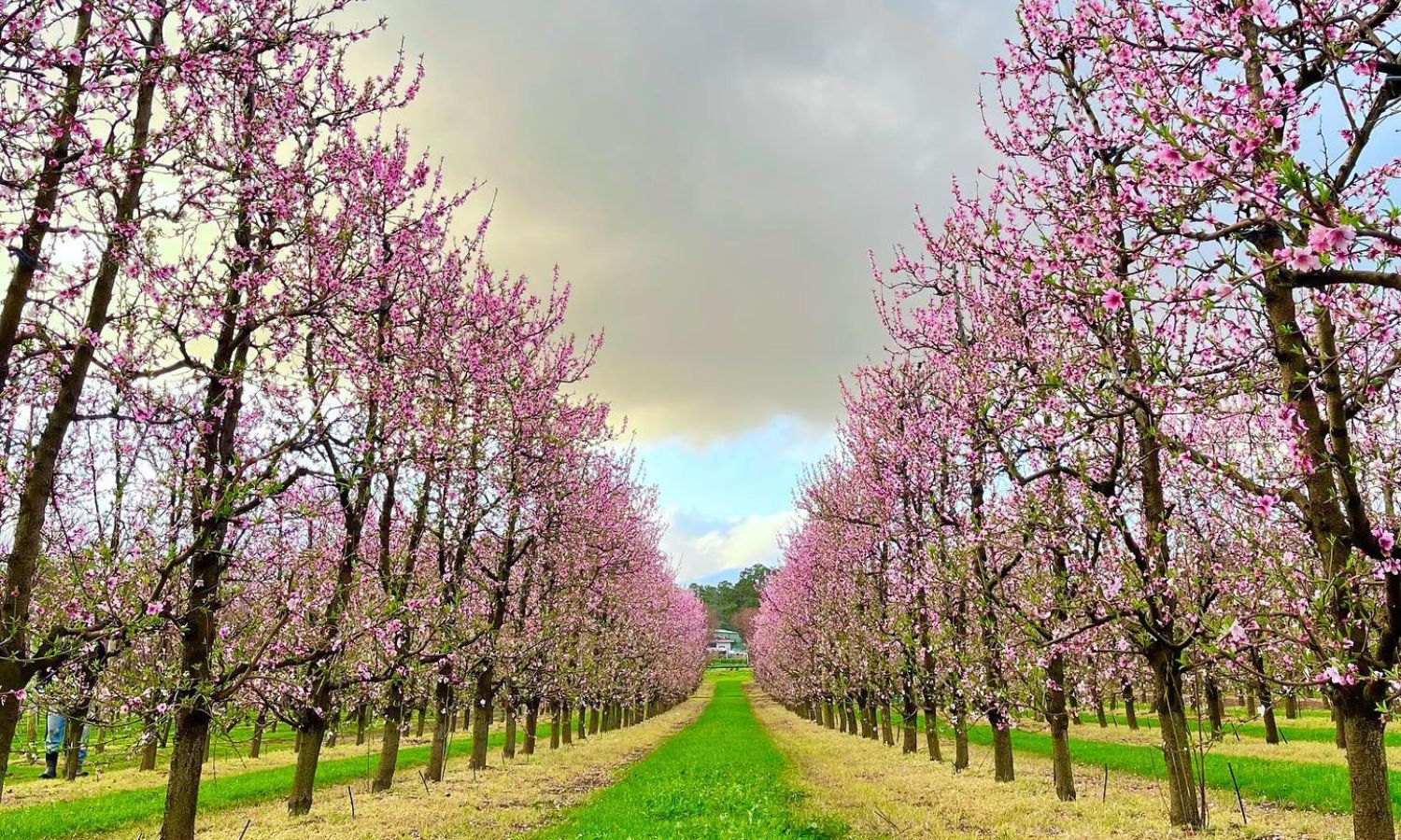 where to see spring flowers perth 