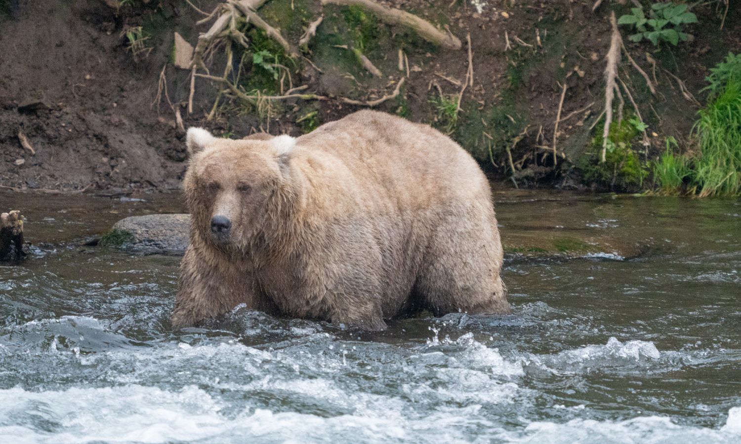 An image of a fat bear during fat bear week 2023