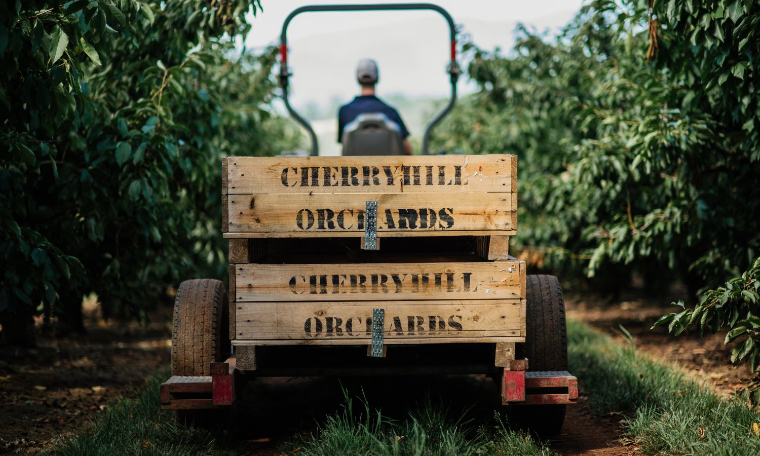 victorian cherry trail 