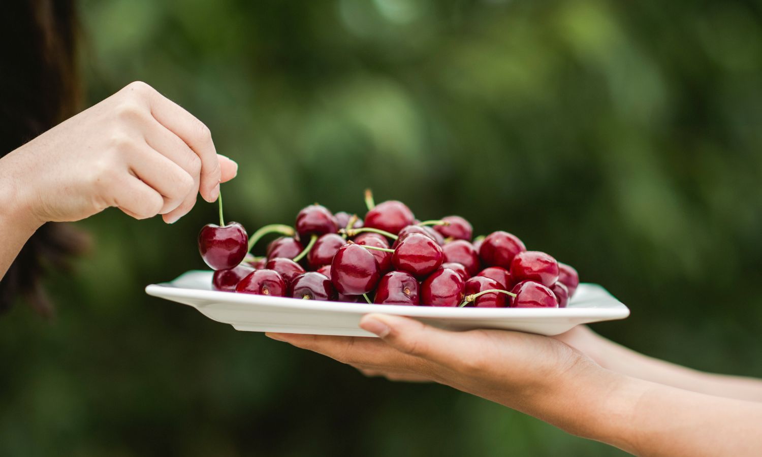 victorian cherry trail 