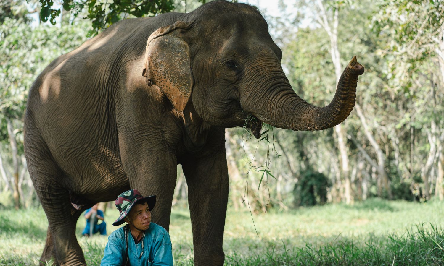 elephant experiences thailand